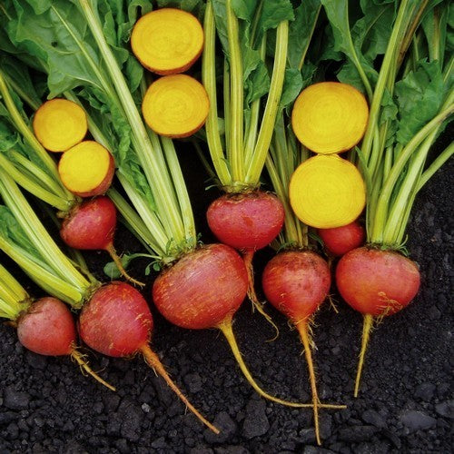 GoudGele Kroten 'Boldor'