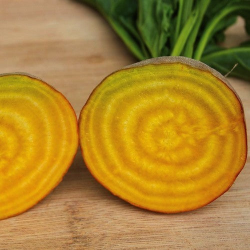 GoudGele Kroten 'Boldor'