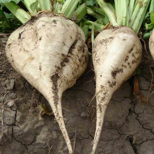 Suikerbieten 'sweet & Big'