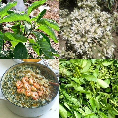Bitterblad 'Ndole'