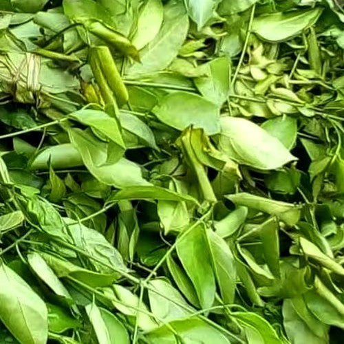 Bitterblad 'Ndole'