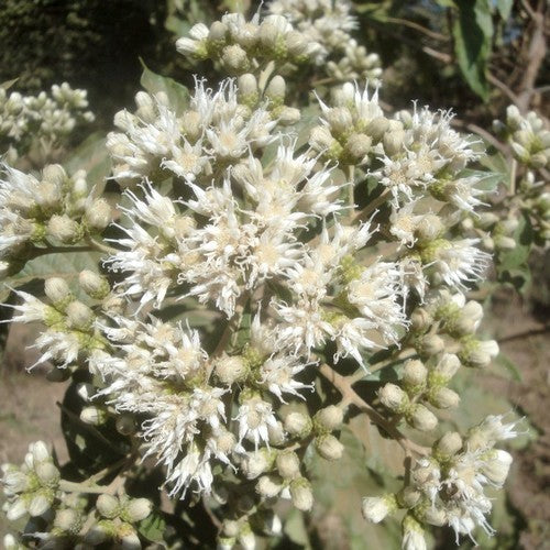 Bitterblad 'Ndole'