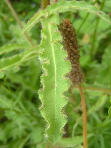 Bittertje, Wasabi rucola