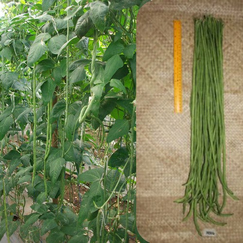 Kousenband (Stok) 'Envi'