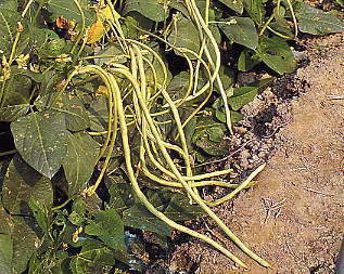Kousenband (Stam) 'KY Bush'