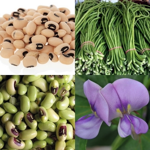 Zwartoogboontjes 'Italia Dell' Occhio' / 'Black Eyed Pea''