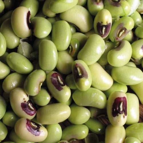 Zwartoogboontjes 'Italia Dell' Occhio' / 'Black Eyed Pea''