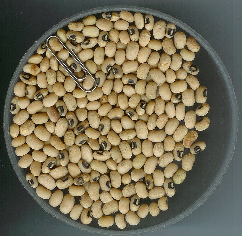 Zwartoogboontjes 'Italia Dell' Occhio' / 'Black Eyed Pea''