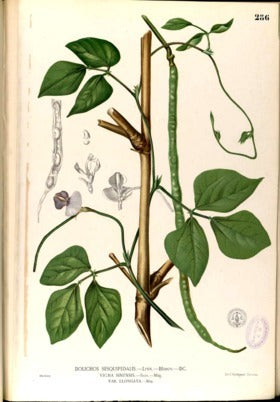 Zwartoogboontjes 'Italia Dell' Occhio' / 'Black Eyed Pea''