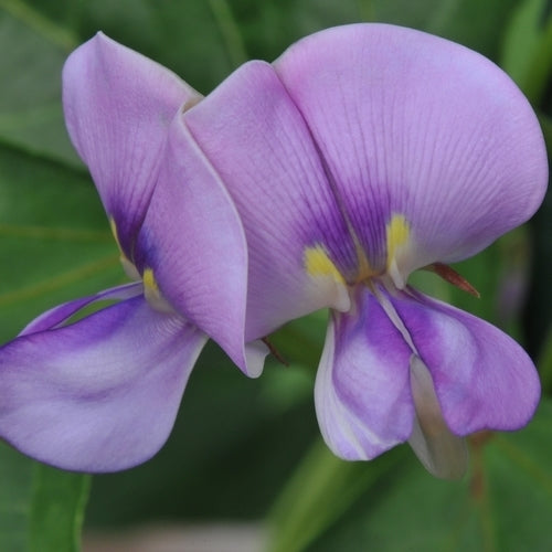 Zwartoogboontjes 'Italia Dell' Occhio' / 'Black Eyed Pea''