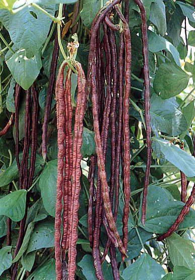 Kousenband 'Purple Mart No.2' / 'AB-110'