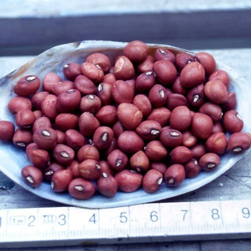 Koetjes-Erwten 'Red Ripper'