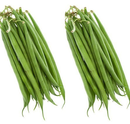 Naaldbonen (Stam) 'Compass'