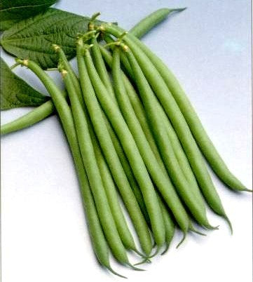 Naaldbonen (Stam) 'Nautica'