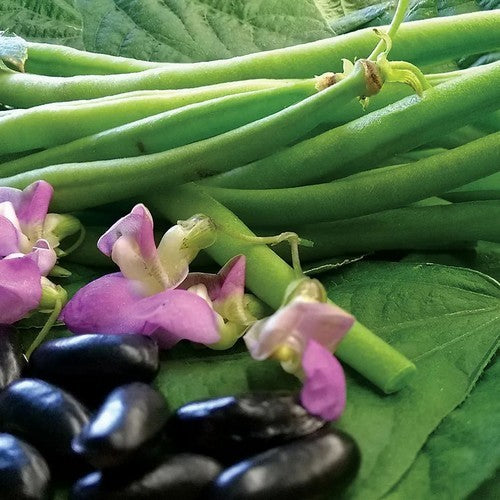 Naaldbonen (Stam) 'Nautica'