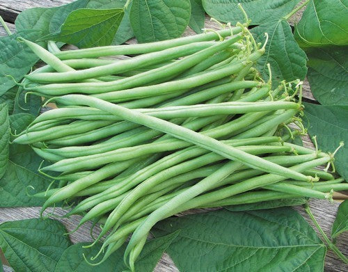 Naaldbonen (Stam) 'Nautica'