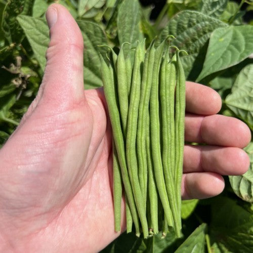 Naaldbonen (Stam) 'Tobago'