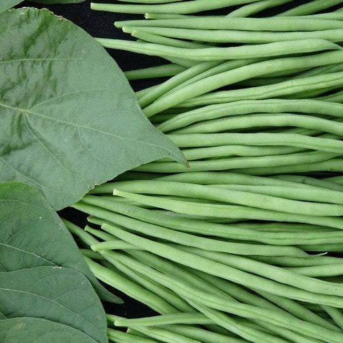 Naaldbonen (Stam) 'Tobago'