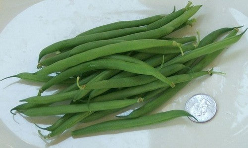 Naaldbonen (Stam) 'Triomphe de Farcy'