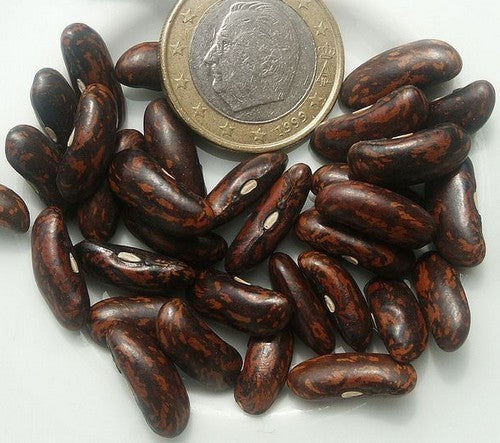 Naaldbonen (Stam) 'Triomphe de Farcy'