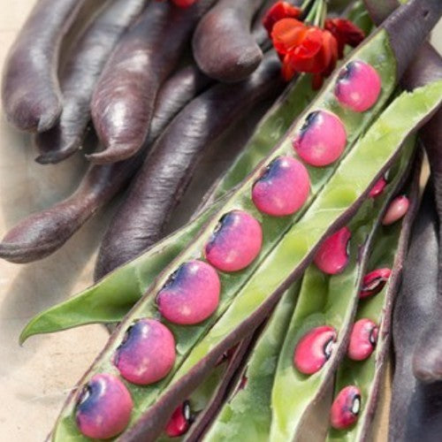 Runner Bean (Pole) 'Black Knight'