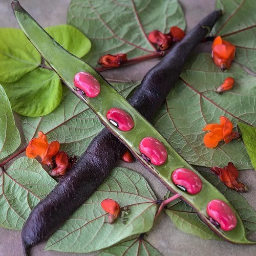 Runner Bean (Pole) 'Black Knight'