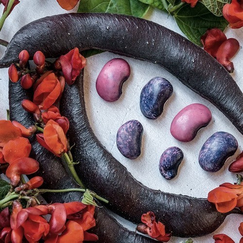 Runner Bean (Pole) 'Black Knight'