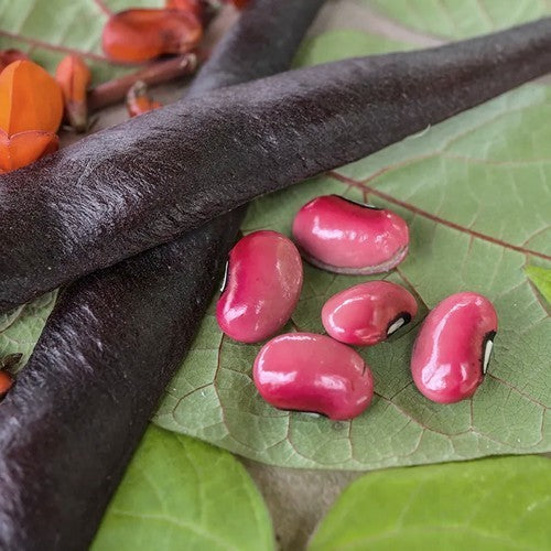 Runner Bean (Pole) 'Black Knight'
