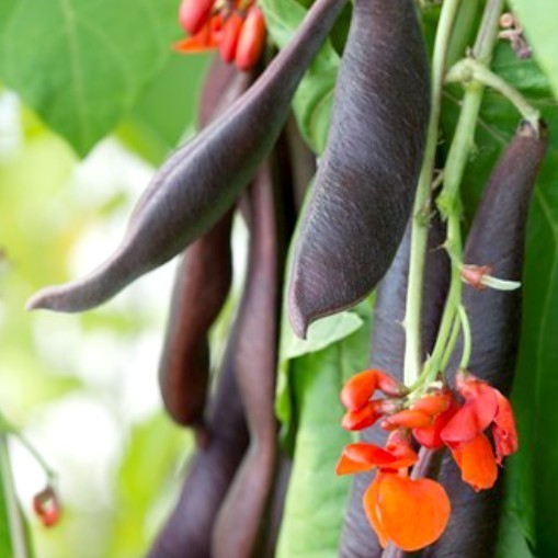 Runner Bean (Pole) 'Black Knight'