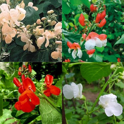 Pronkbonen (Stok) 'Color Mix'