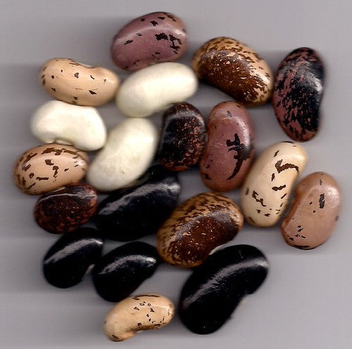 Pronkbonen (Stok) 'Color Mix'