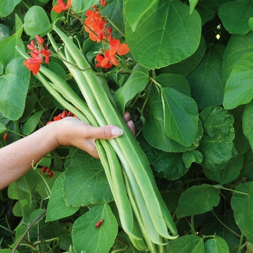 Pronkbonen (Stok) 'Guiness Record'