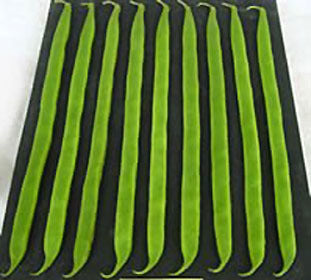 Pronkbonen (Stok) 'Guiness Record'