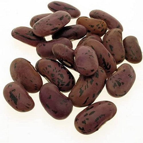Pronkbonen (Stok) 'Guiness Record'