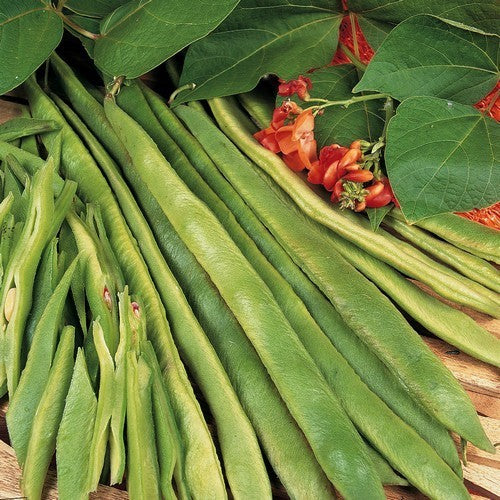 Pronkbonen (Stok) 'Guiness Record'