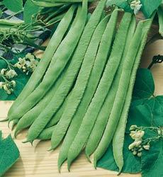 PRONKBONEN (STOK) 'Emergo Stringless Mergoles'