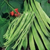 Pronkbonen (Stok) 'Enorma'
