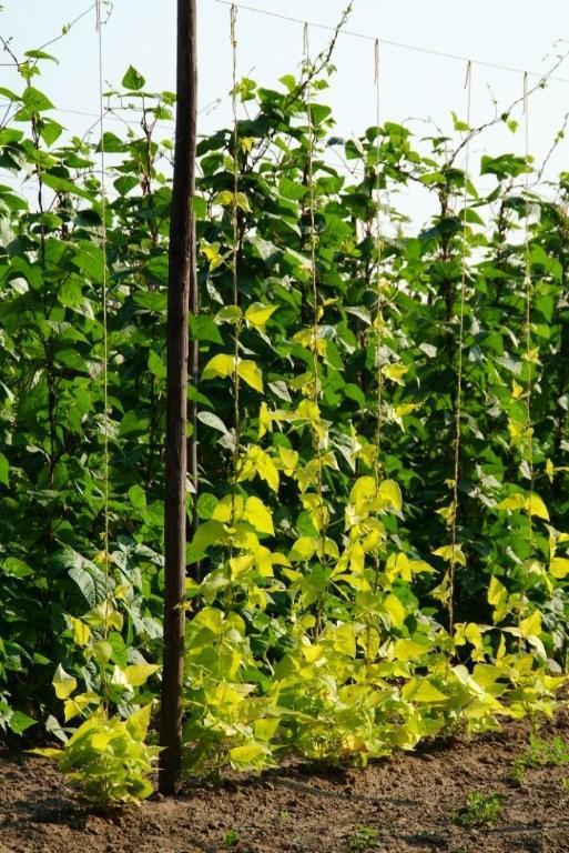 Blonde Runner Beans (Pole) 'Golden Sunshine'