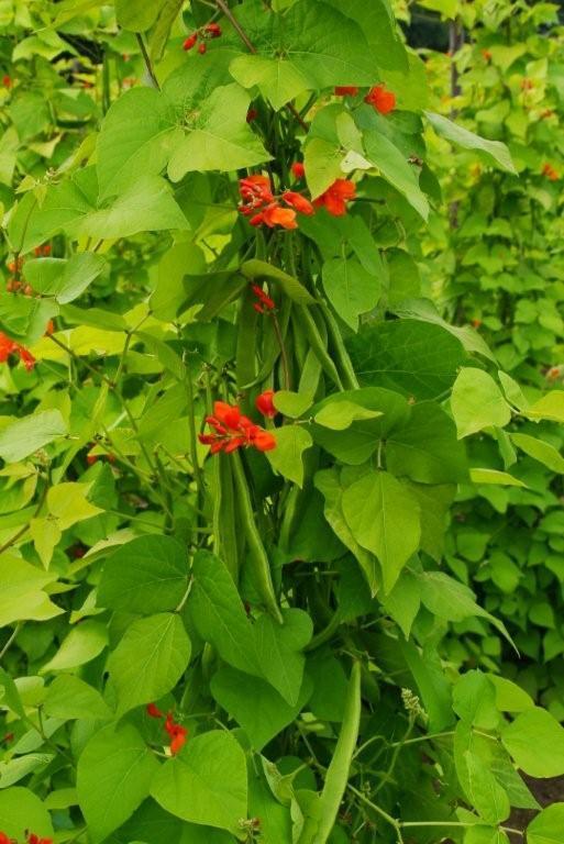 Blonde Runner Beans (Pole) 'Golden Sunshine'