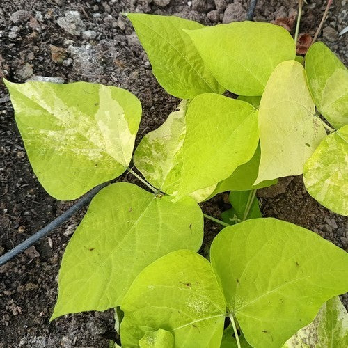 Blonde Runner Beans (Pole) 'Golden Sunshine'