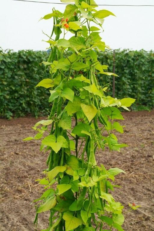 Blonde Runner Beans (Pole) 'Golden Sunshine'
