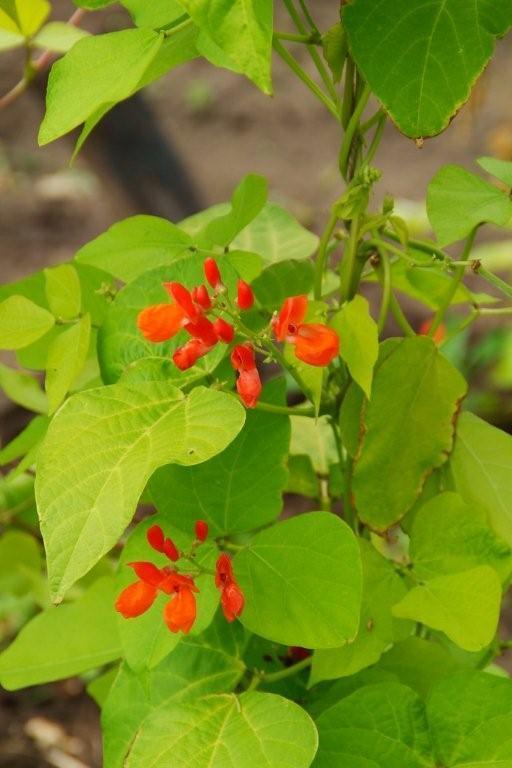 Blonde Runner Beans (Pole) 'Golden Sunshine'