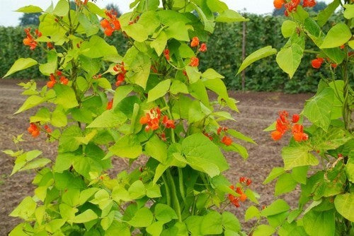 Blonde Runner Beans (Pole) 'Golden Sunshine'