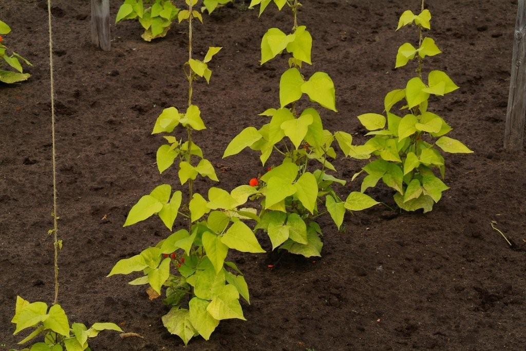 Blonde Runner Beans (Pole) 'Golden Sunshine'
