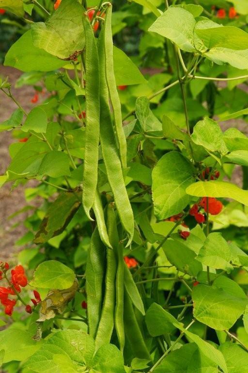 Blonde Runner Beans (Pole) 'Golden Sunshine'