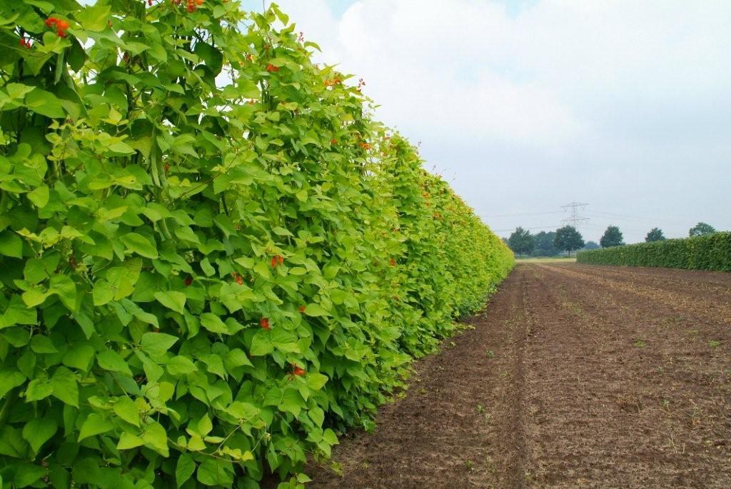 Blonde Runner Beans (Pole) 'Golden Sunshine'