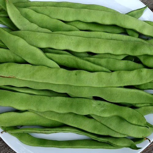 Blonde Runner Beans (Pole) 'Golden Sunshine'