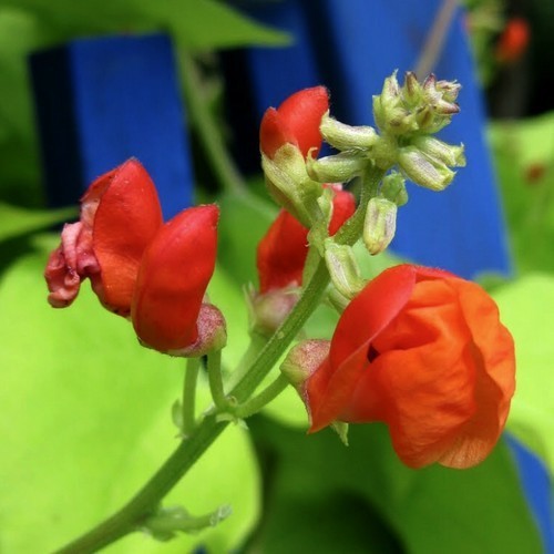 Blonde Runner Beans (Pole) 'Golden Sunshine'