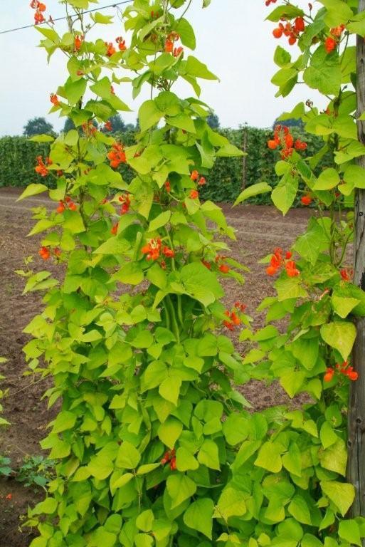 Blonde Runner Beans (Pole) 'Golden Sunshine'