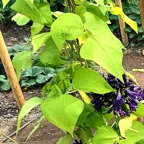 Blonde Runner Beans (Pole) 'Golden Sunshine'